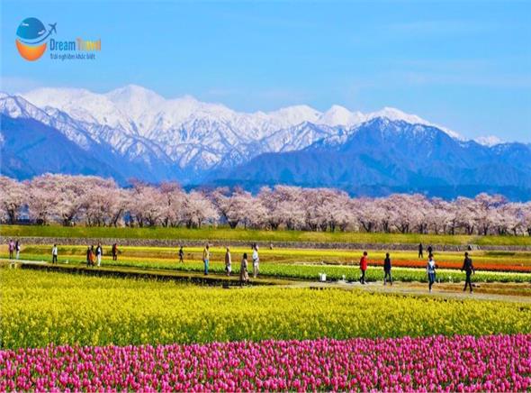 Tour Nhật Bản Cung Đường Romantic Mùa Hoa Anh Đào 2026